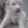 3-chiots-husky-siberie-a-vendre-small-2