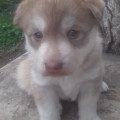 3-chiots-husky-siberie-a-vendre-small-3