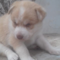 3-chiots-husky-siberie-a-vendre-small-1
