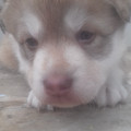 3-chiots-husky-siberie-a-vendre-small-5