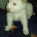 3-chiots-husky-siberie-a-vendre-small-6