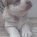 3-chiots-husky-siberie-a-vendre-small-4